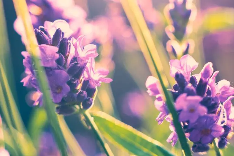 Lavender flowers in sunlight
