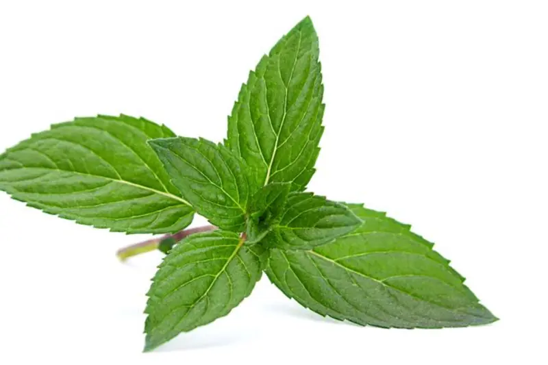 Fresh peppermint leaves